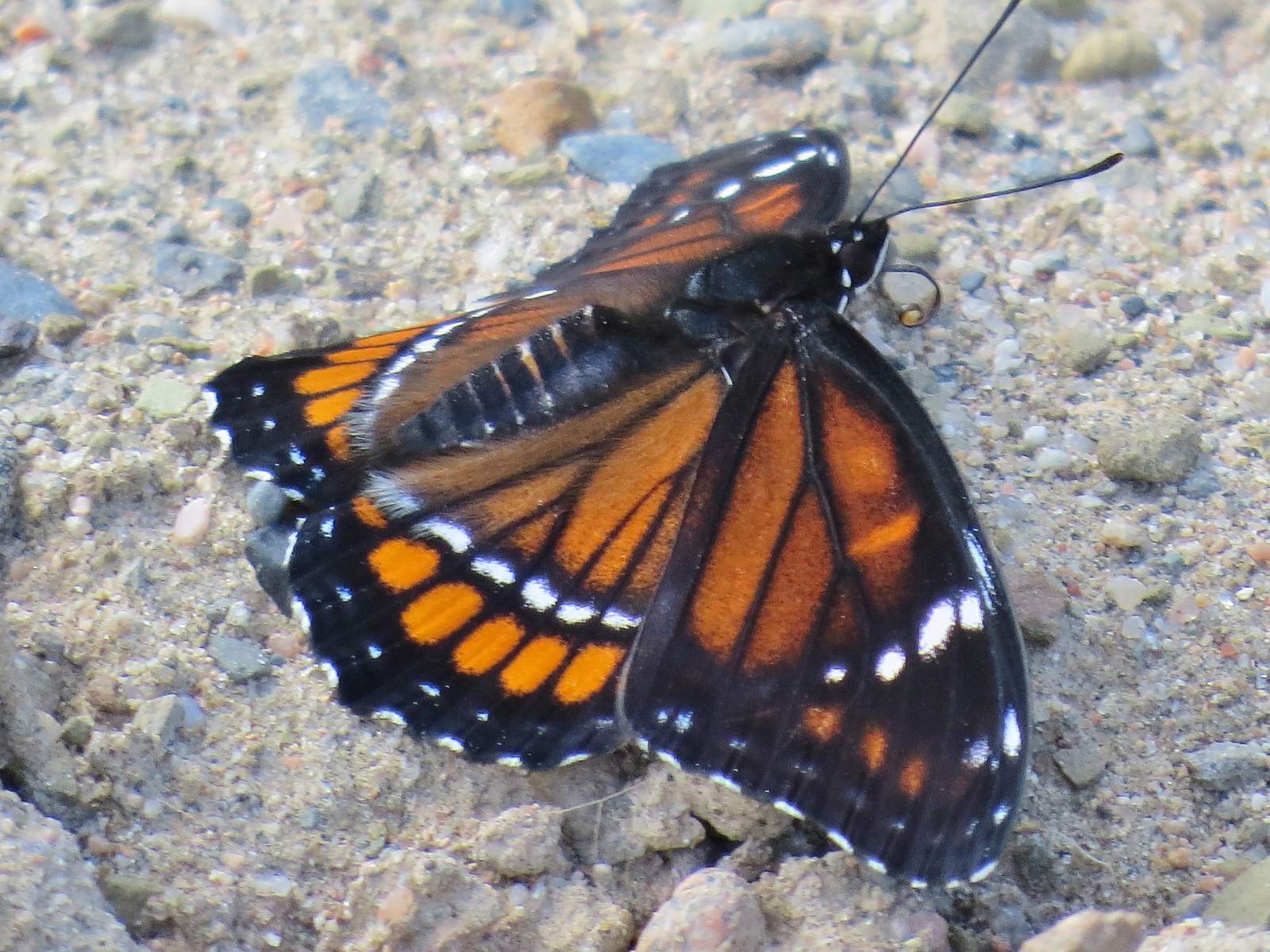 Limenitis arthemis astyanax (hyrid with archippus,live) (Internet Image property of respective owner, non-commercial use only)